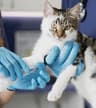 Government veterinary clinic 