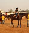 Black Stallion Horse Riding Academy