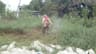 Cochin Marian Grass Cutting