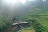Tea Trees Service Villas