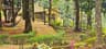 Vythiri Wild Resort, Wayanad resort