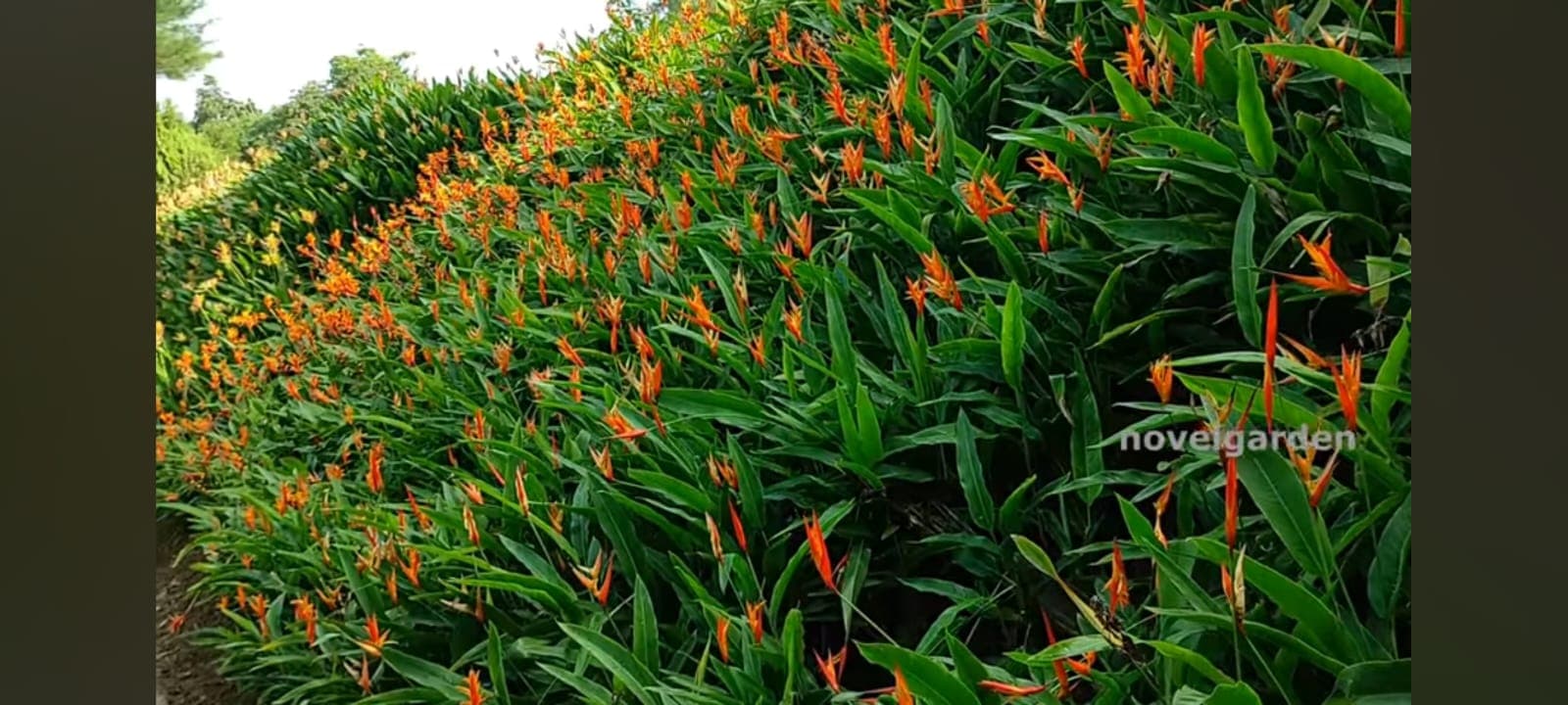 Green Kerala Nursery