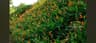 Green Kerala Nursery