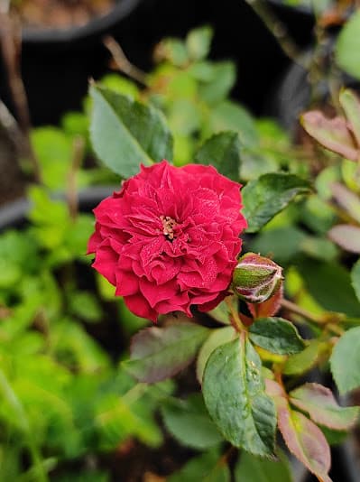 Rajus Garden