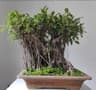 Cochin Bonsai Garden