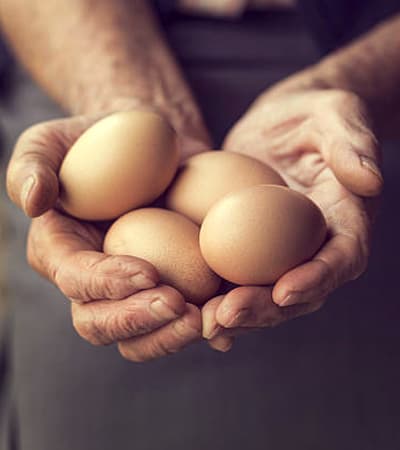 Areacode Egg Stall