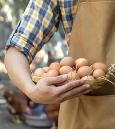 CK Egg Merchants