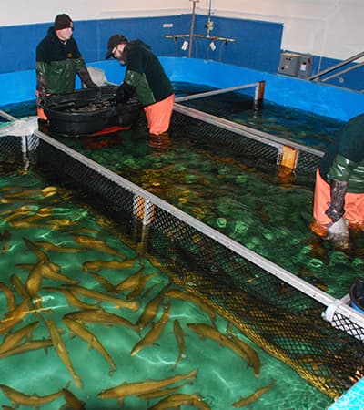 KKS Fish Hatchery