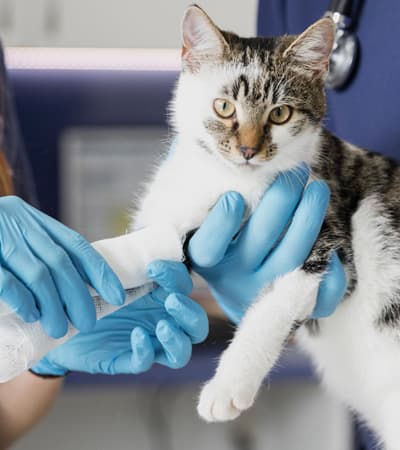 Government veterinary clinic
