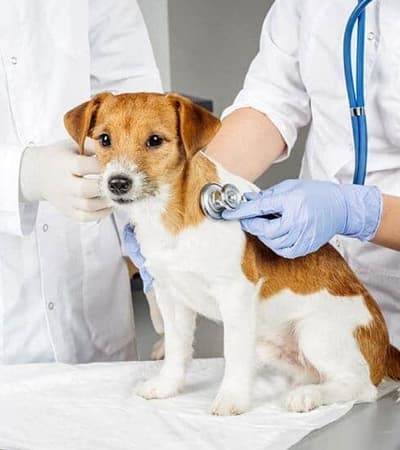 Government Veterinary Hospital