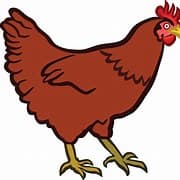 En broiler farm