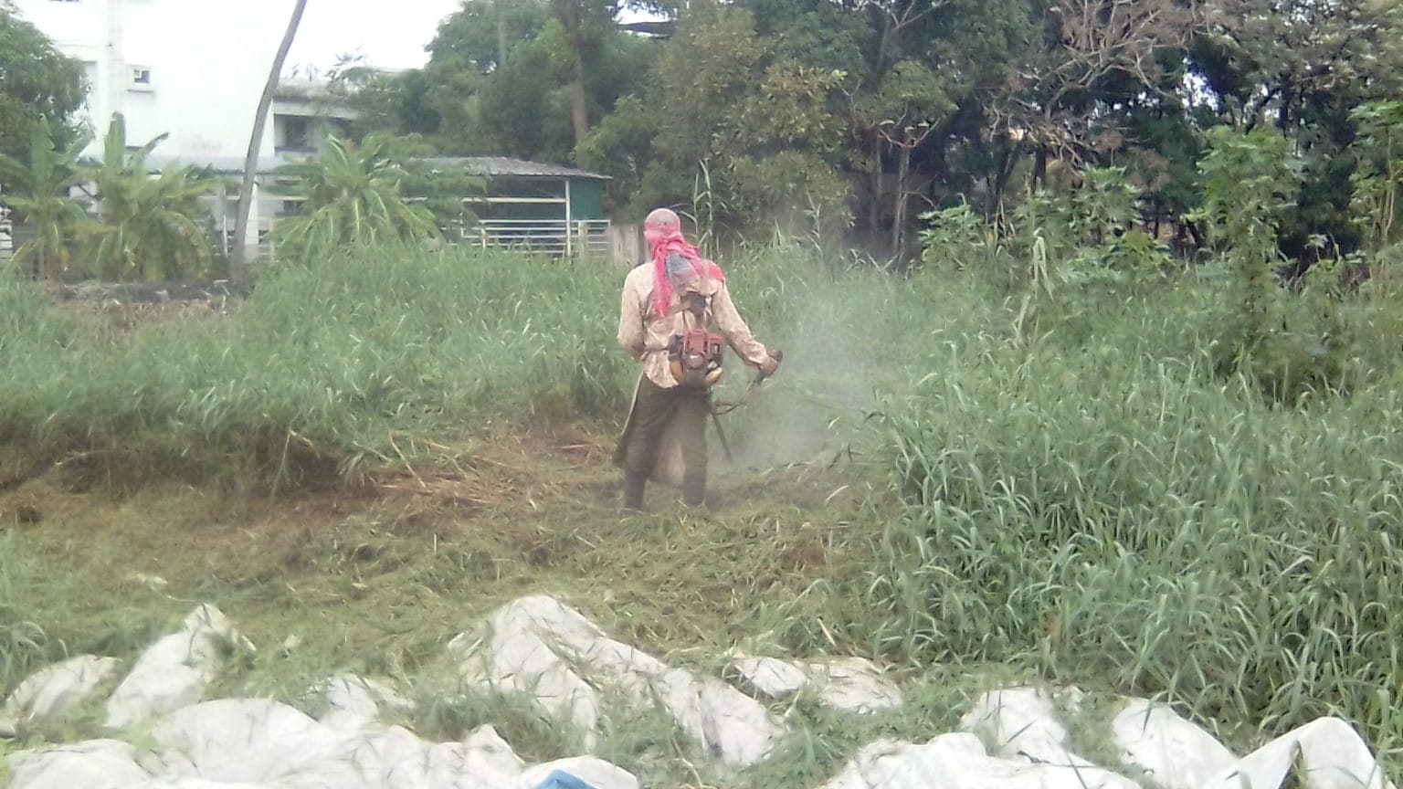 Cochin Marian Grass Cutting