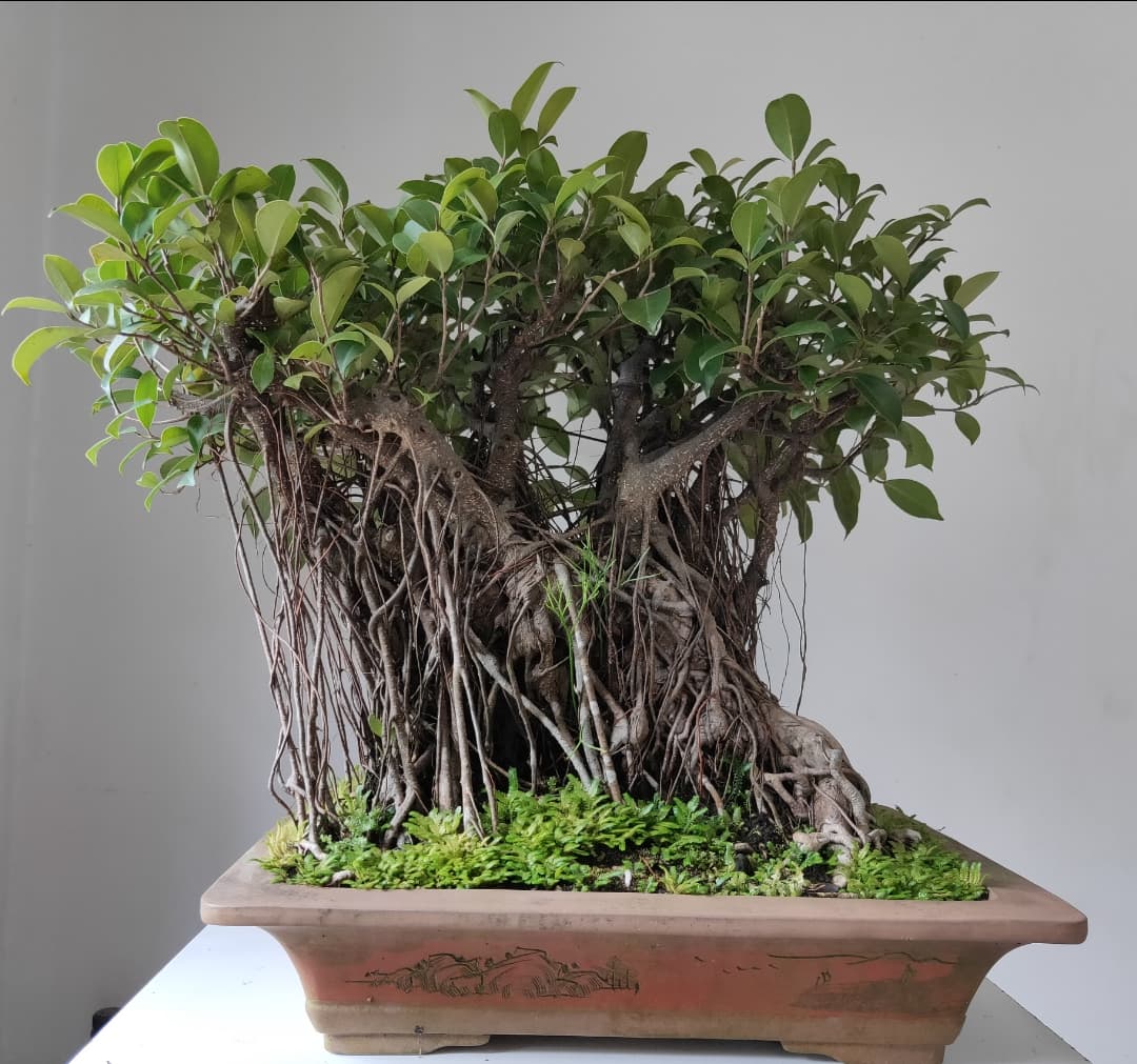 Cochin Bonsai Garden
