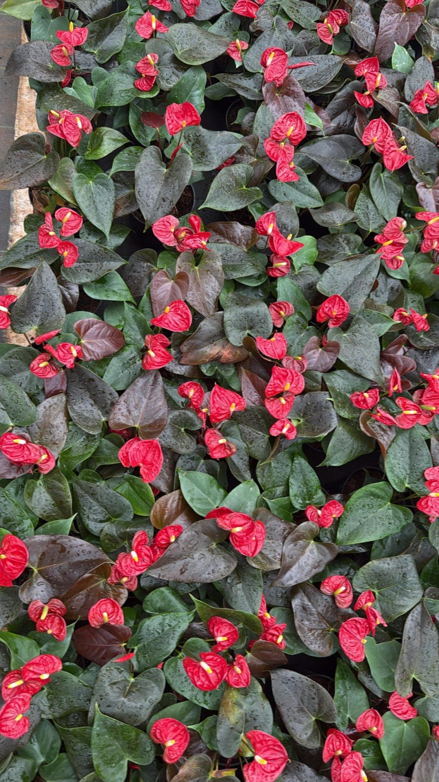 NJATTADY AGRO STORES AND NURSERY